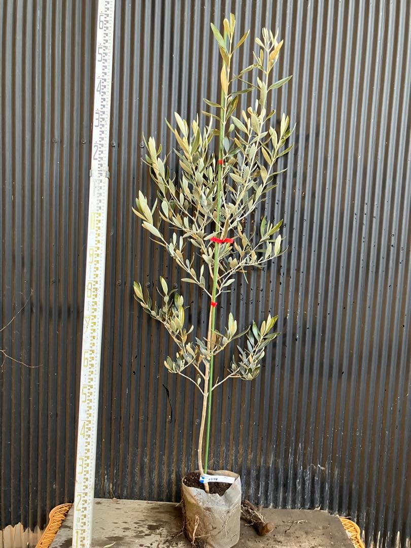 オリーブの木　カラマタ