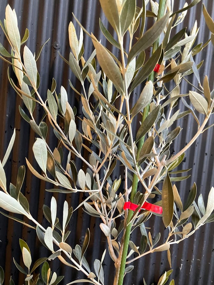 オリーブの木　カラマタ
