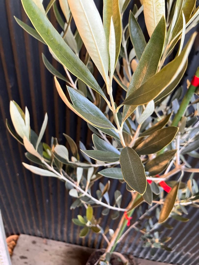 オリーブの木　カラマタ