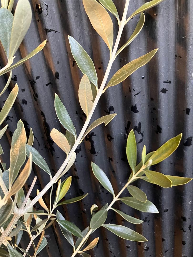 オリーブの木　カラマタ