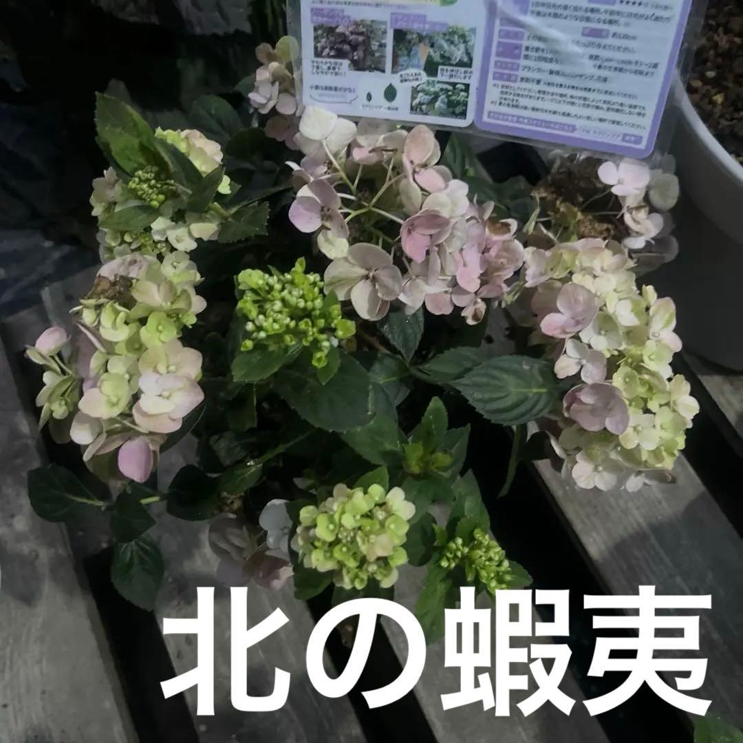 アジサイ ラグランジアン　オーロランジュ苗