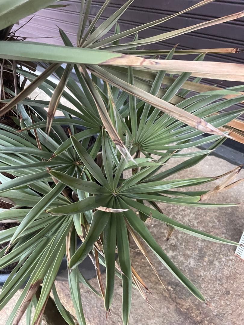 トリスリナックス・カンペストリス　あ