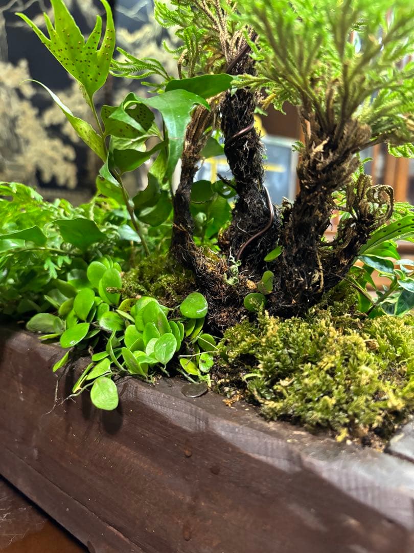 自家製，イワヒバの寄せ植え盆栽 山野草盆栽 自然風景スタイルの苔玉 激安