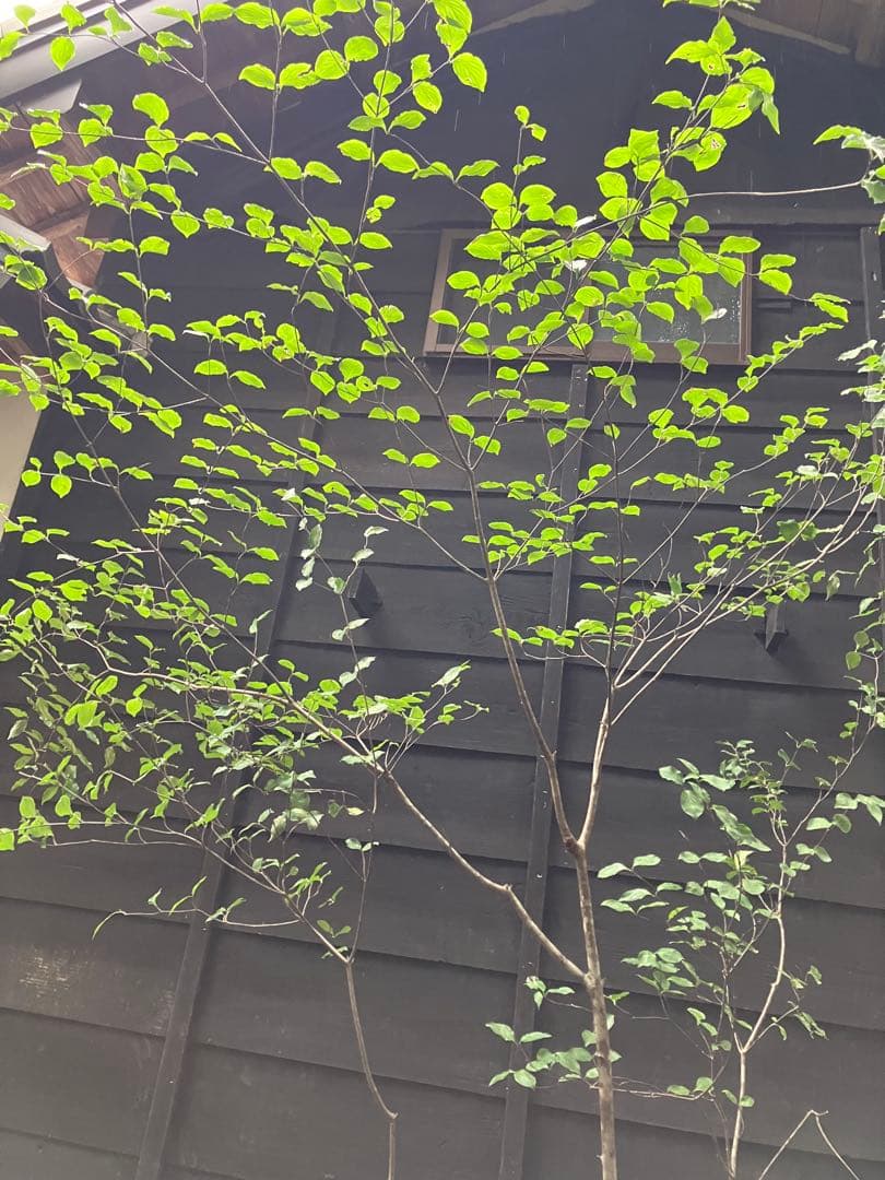 7 山採り　ヤマボウシ