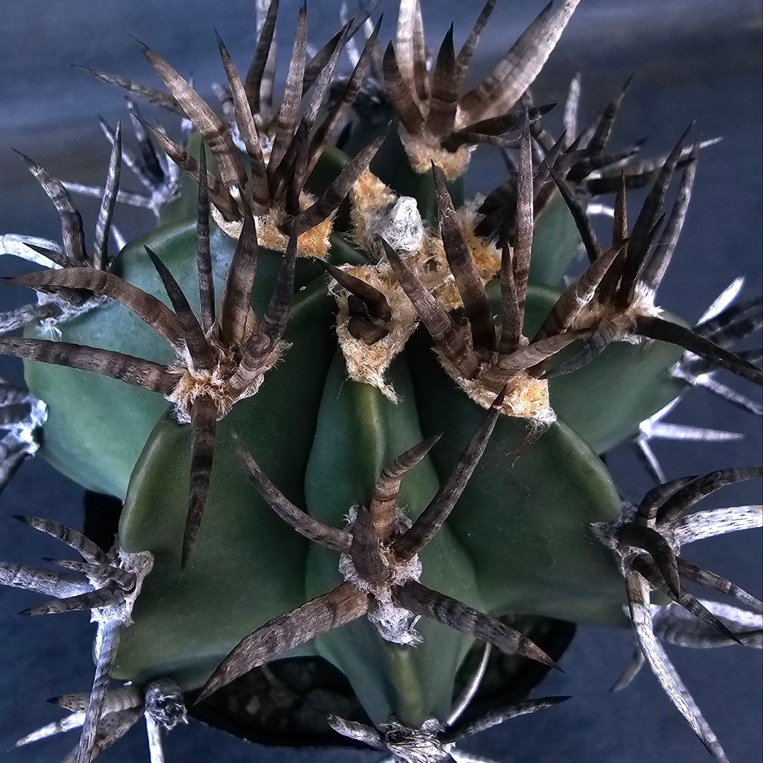 メルカリ便発送☆サボテン アストロフィツム 短刺水牛大鳳玉(実生苗です)