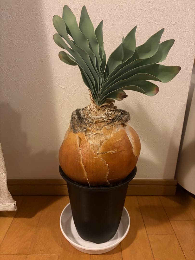 ブーファン・ハエマンソイデス（Boophane haemanthoides）