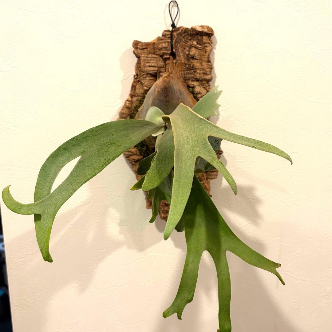 ビカクシダ ウィリンキー 月光爪哇