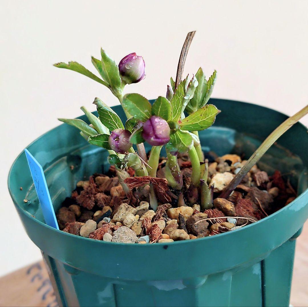 クリスマスローズ蕾