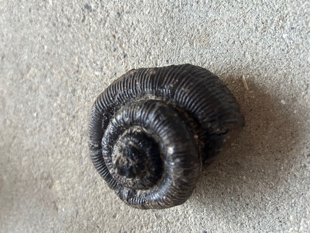 ディディモセラス　淡路島産　アンモナイト　化石