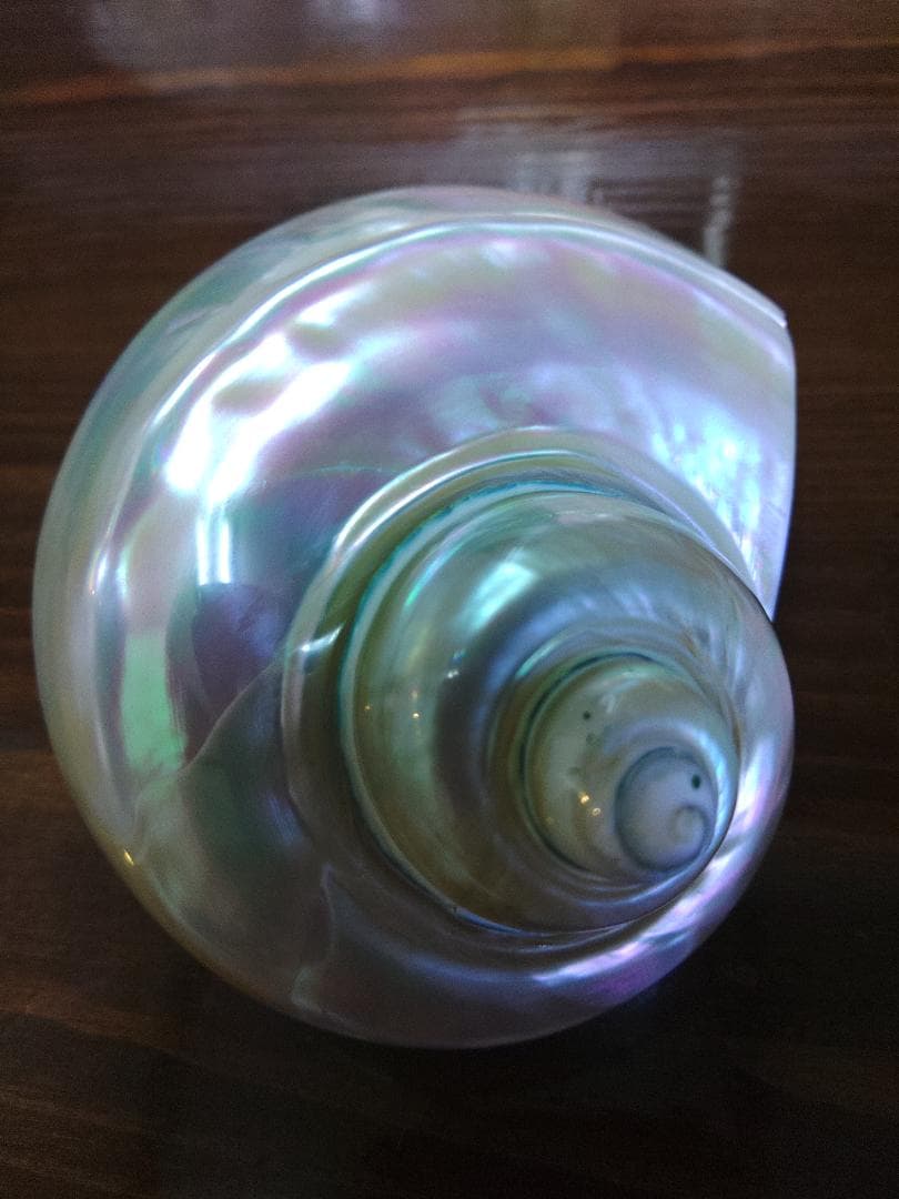 専用☆夜光貝　タカセ貝、置物