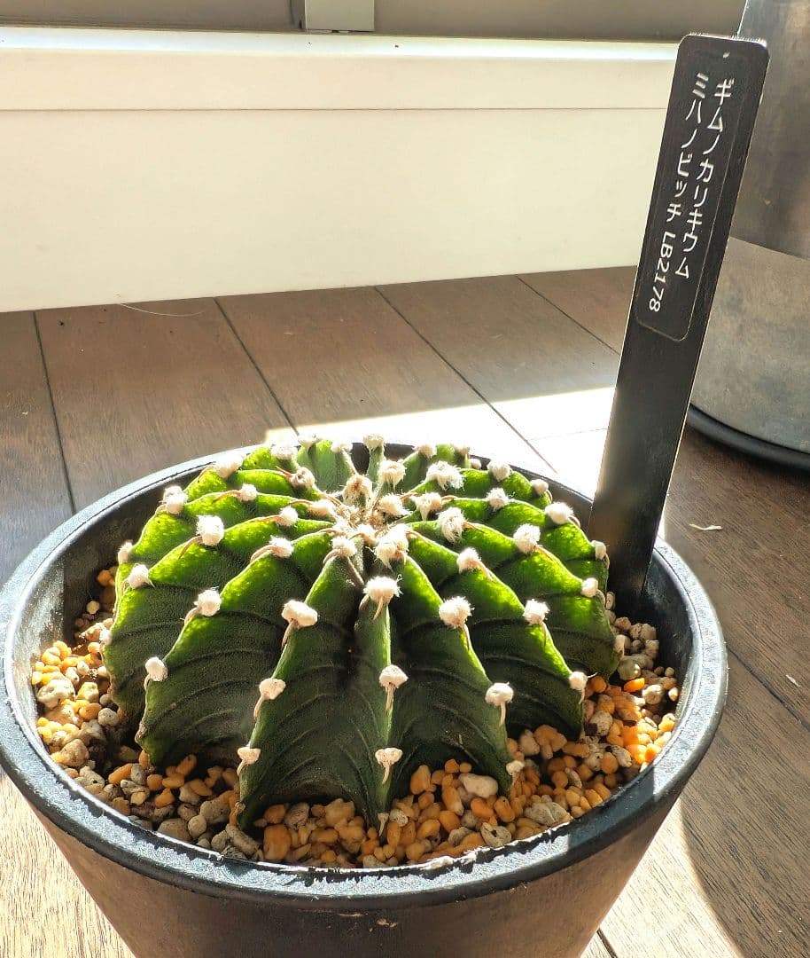 ⭐️貴重⭐️大玉ギムノカリキウム LB2178
