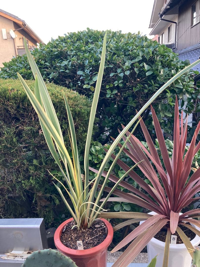 ドライガーデンＢセット鉢ごと配送致します。