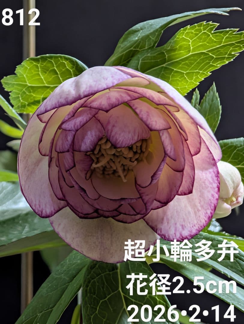 A812★クリスマスローズ：加藤農園【超小輪・グラデーションピンク・DD】開花株