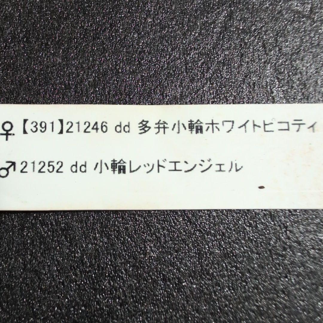 A812★クリスマスローズ：加藤農園【超小輪・グラデーションピンク・DD】開花株