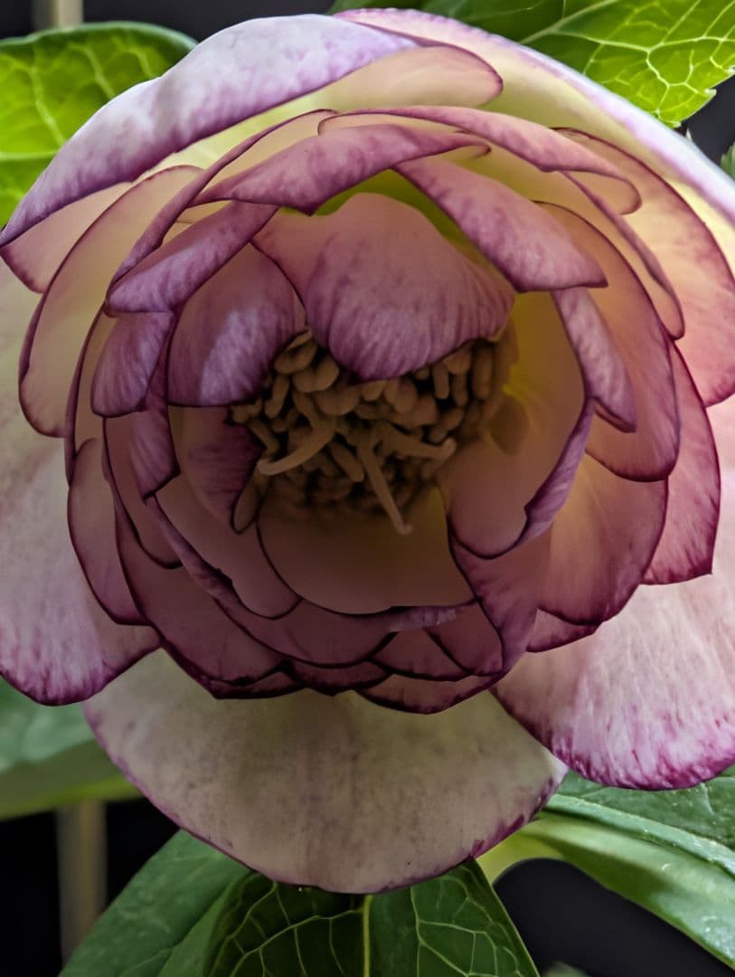 A812★クリスマスローズ：加藤農園【超小輪・グラデーションピンク・DD】開花株