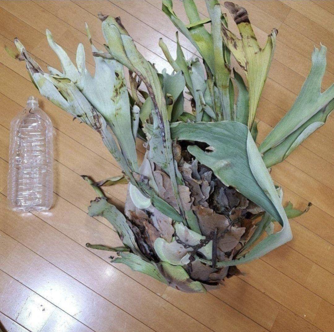 ビカクシダ 特大 コウモリラン