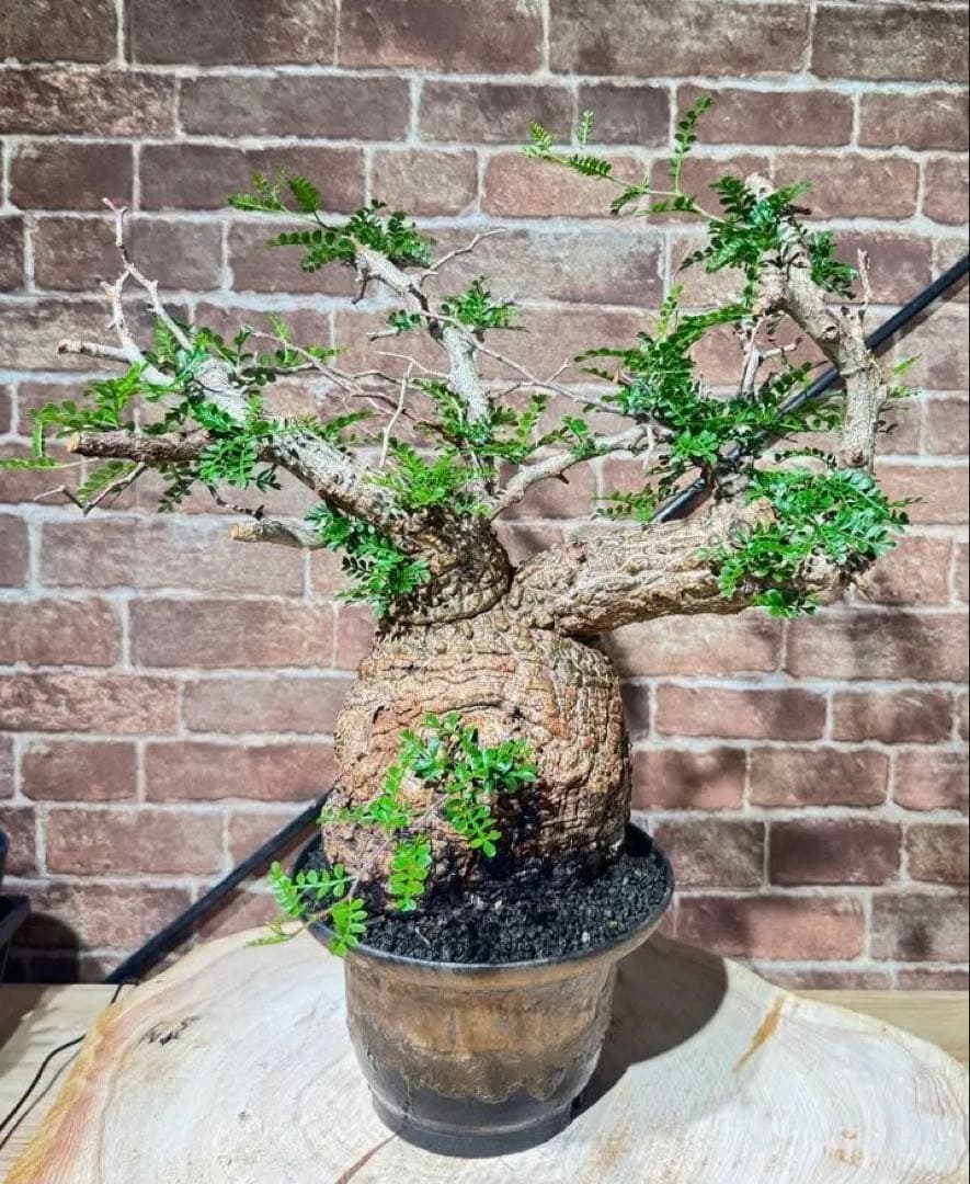 オペルクリカリア パキプス 塊根植物