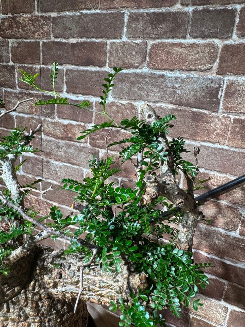 オペルクリカリア パキプス 塊根植物