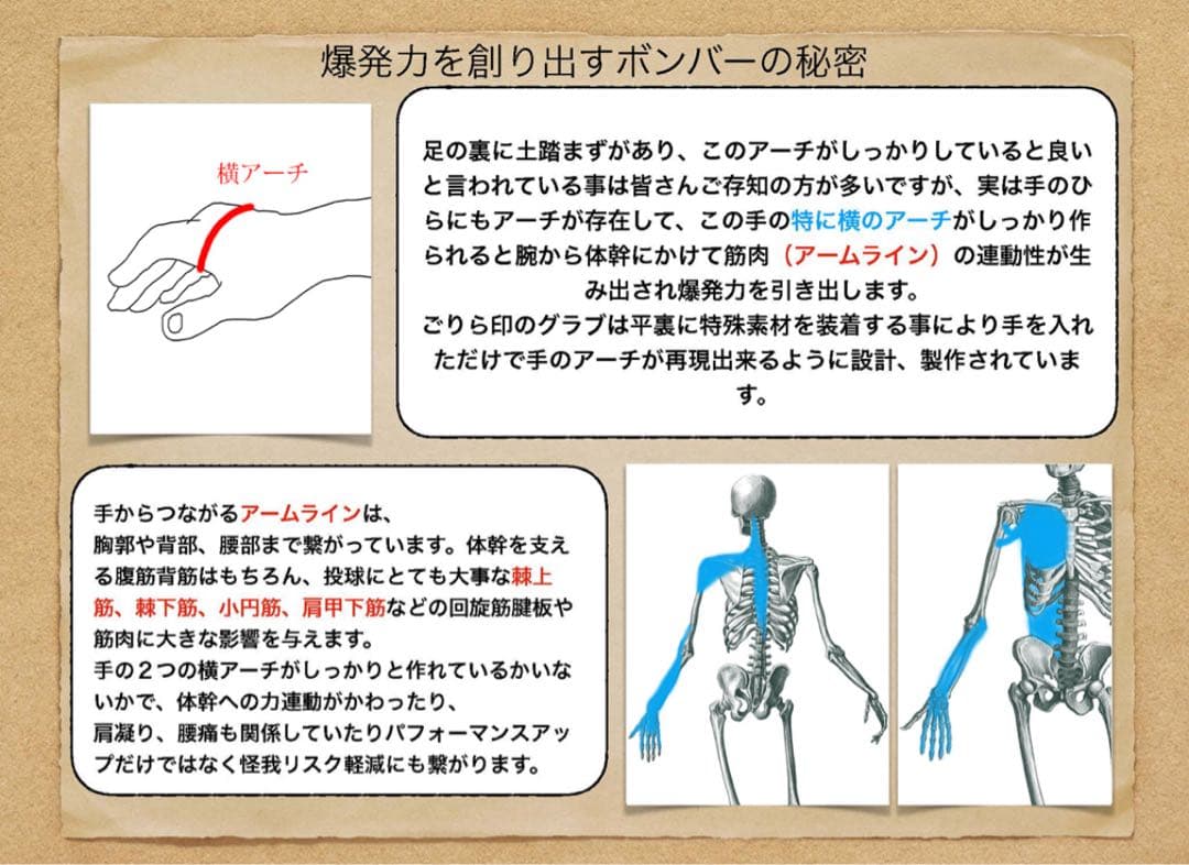 ごりら印の野球道具　硬式投手用グローブ　SKR型