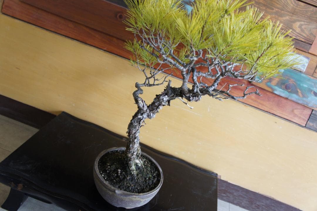 盆栽 『赤松』 インテリア 観葉植物 園芸 ガーデニング 送料無料 b201