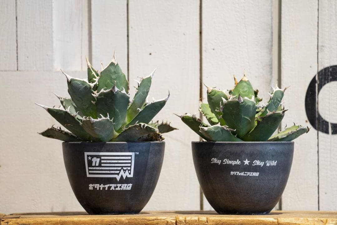 カリフォルニア工務店 × BOTANIE ボタナイズ