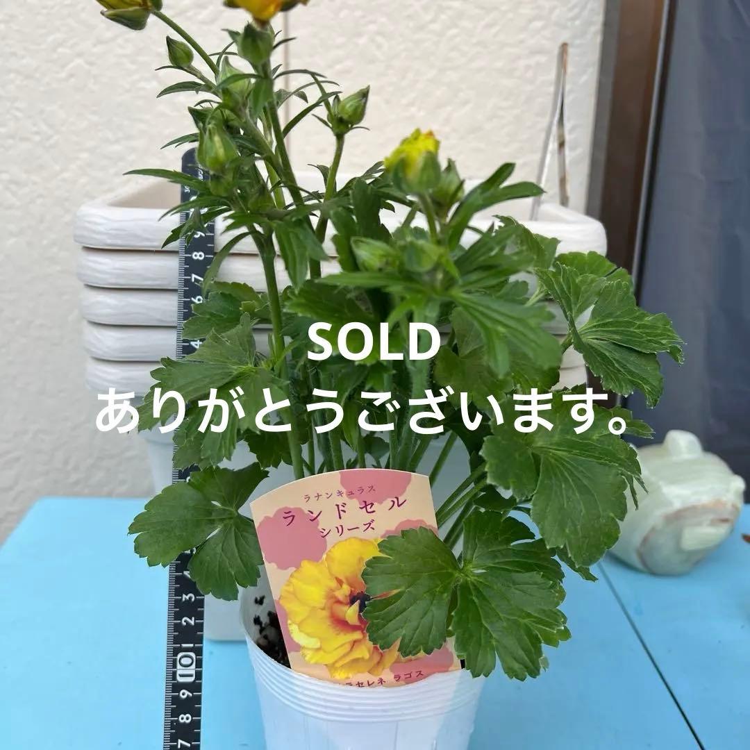 ⑧ラナンキュラスラックス❁⃘*.゜ラゴス