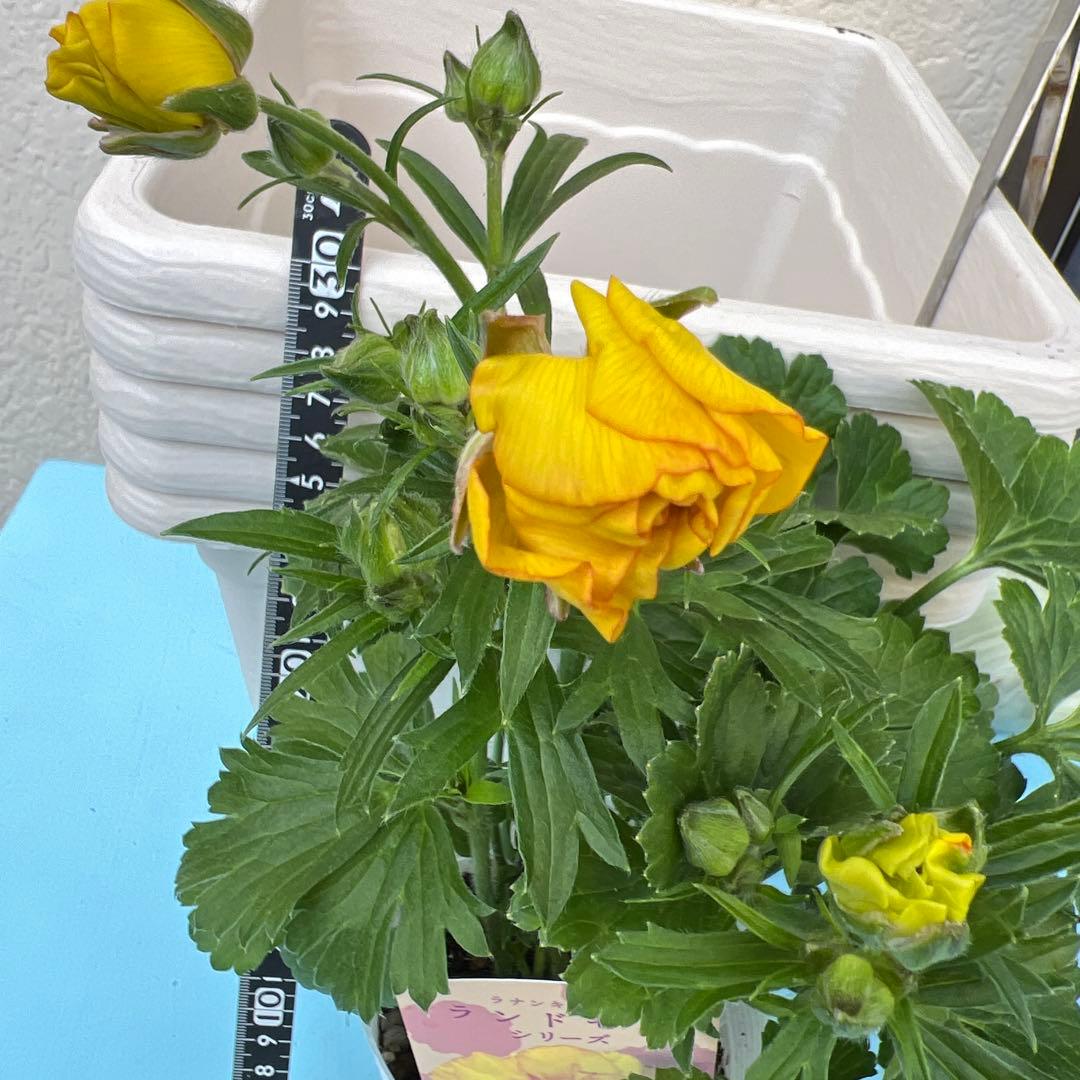 ⑧ラナンキュラスラックス❁⃘*.゜ラゴス