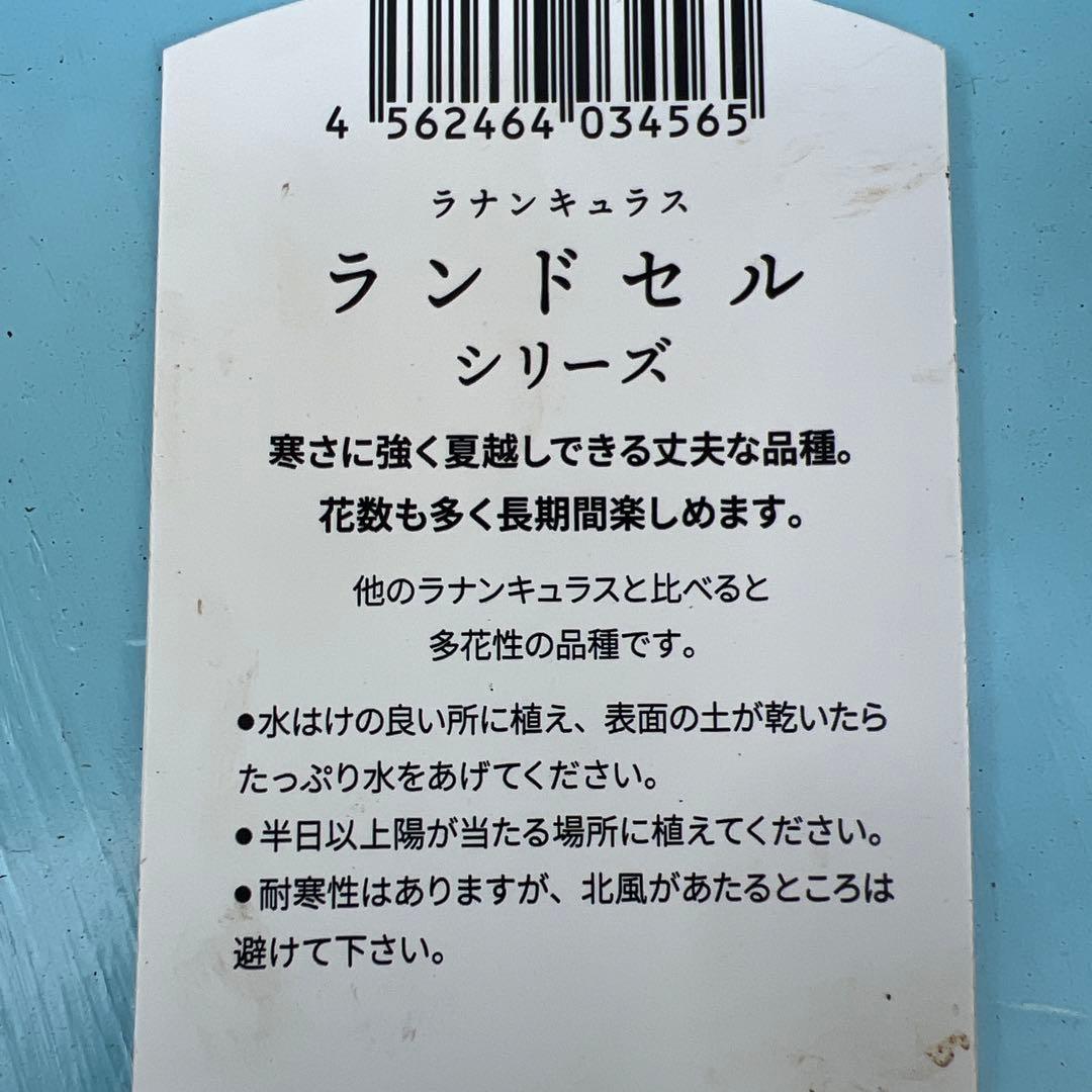 ⑧ラナンキュラスラックス❁⃘*.゜ラゴス