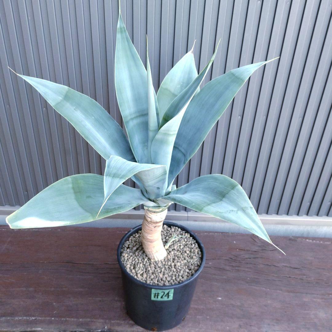 #24 アガベ アテナータ ハンチントンブルー (スーパーノヴァ)