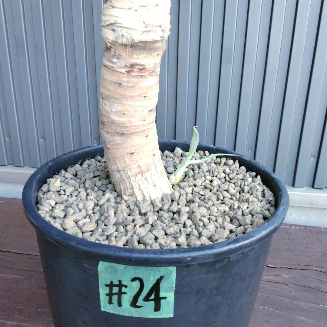 #24 アガベ アテナータ ハンチントンブルー (スーパーノヴァ)