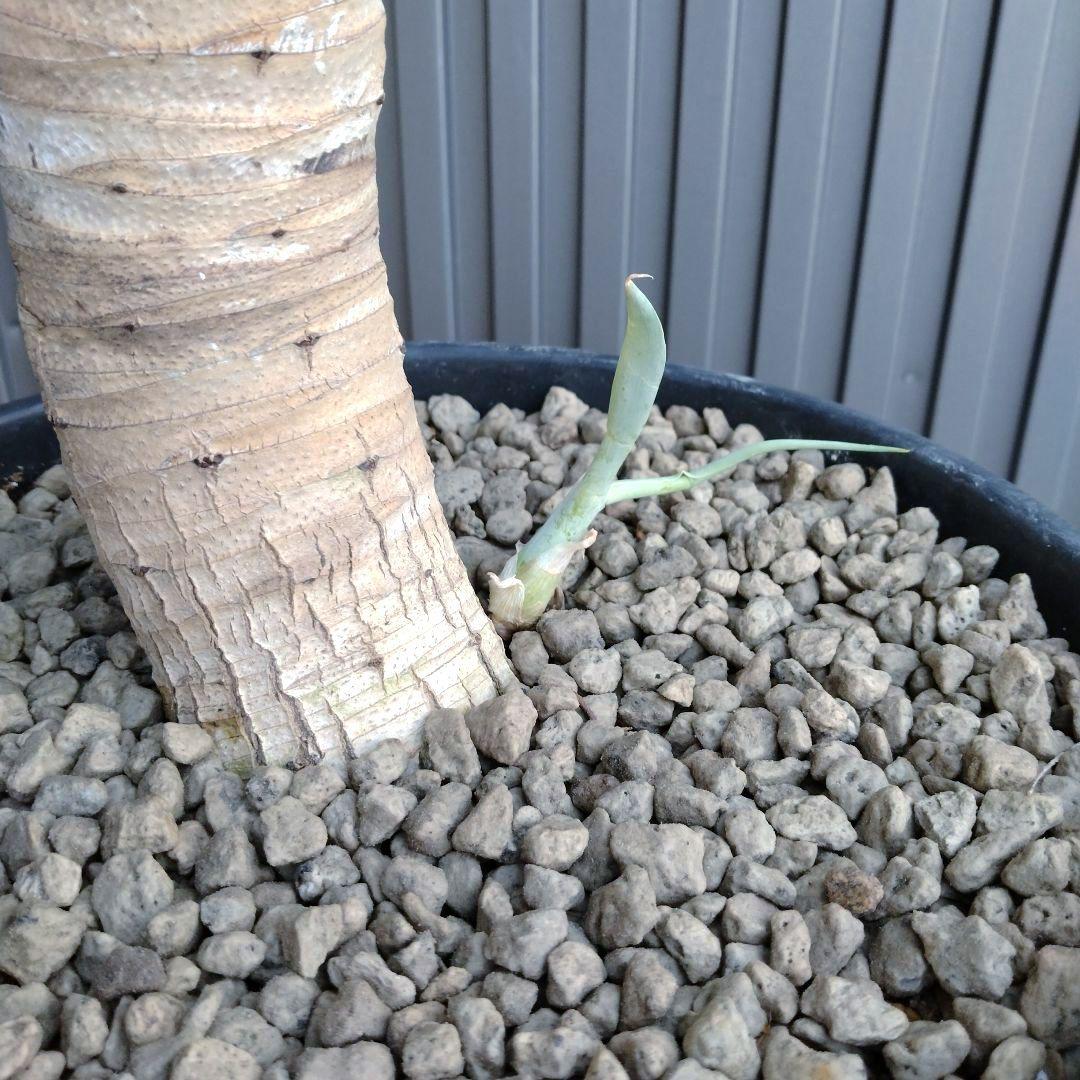 #24 アガベ アテナータ ハンチントンブルー (スーパーノヴァ)