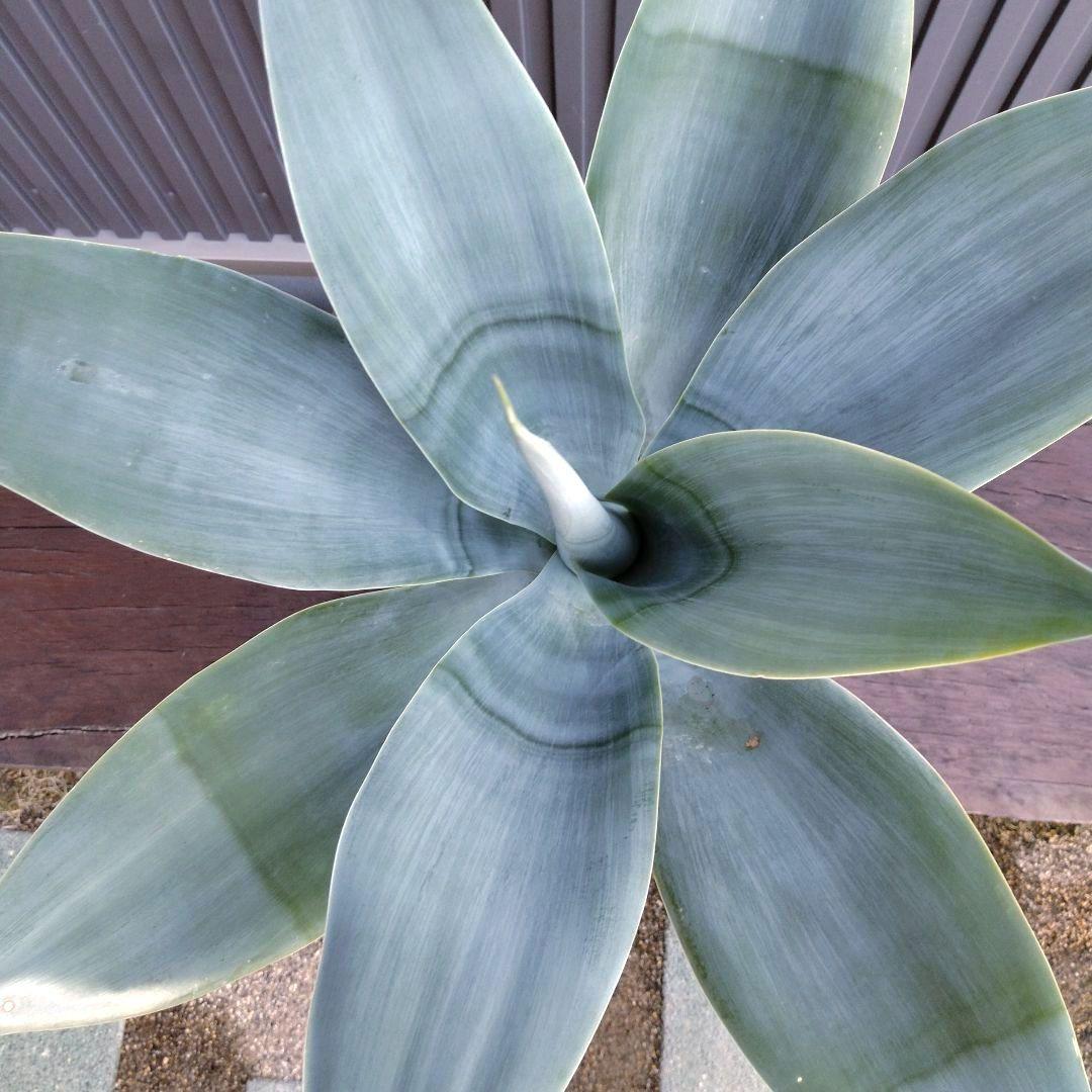 #24 アガベ アテナータ ハンチントンブルー (スーパーノヴァ)