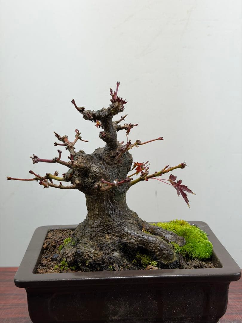 【ガチ盆栽】ヤマモミジ　山もみじ　根ばり良い　激古　太幹　小品盆栽