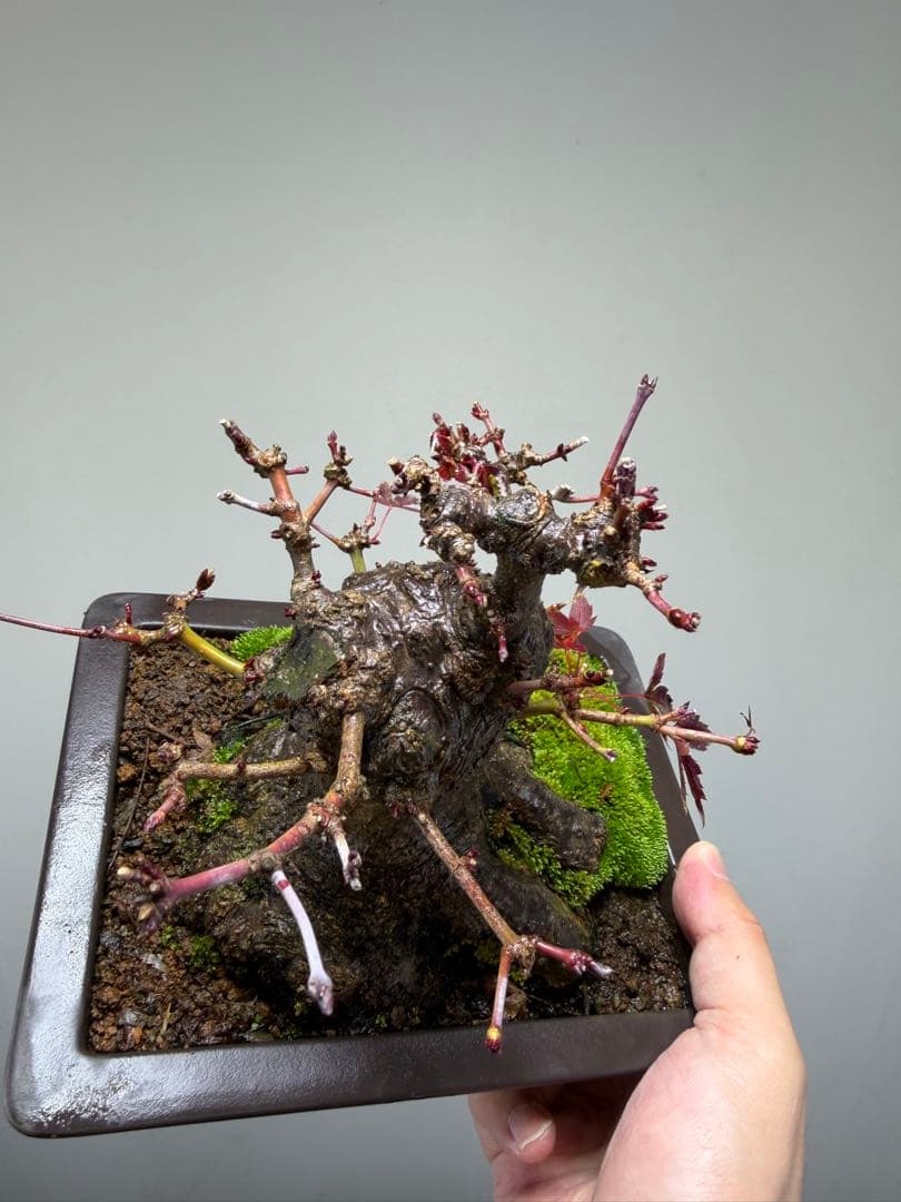 【ガチ盆栽】ヤマモミジ　山もみじ　根ばり良い　激古　太幹　小品盆栽