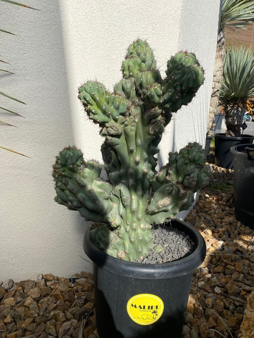 岩石獅子　サボテン