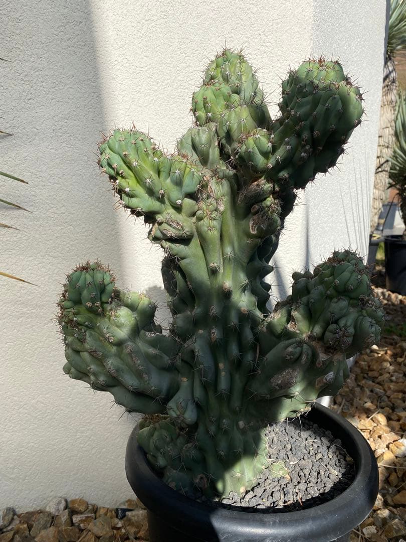 岩石獅子　サボテン