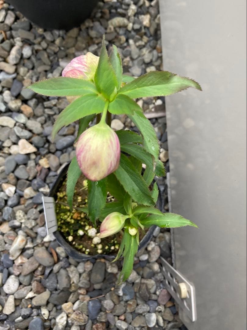 大和園　カップ咲き　クリスマスローズ　セミダブル