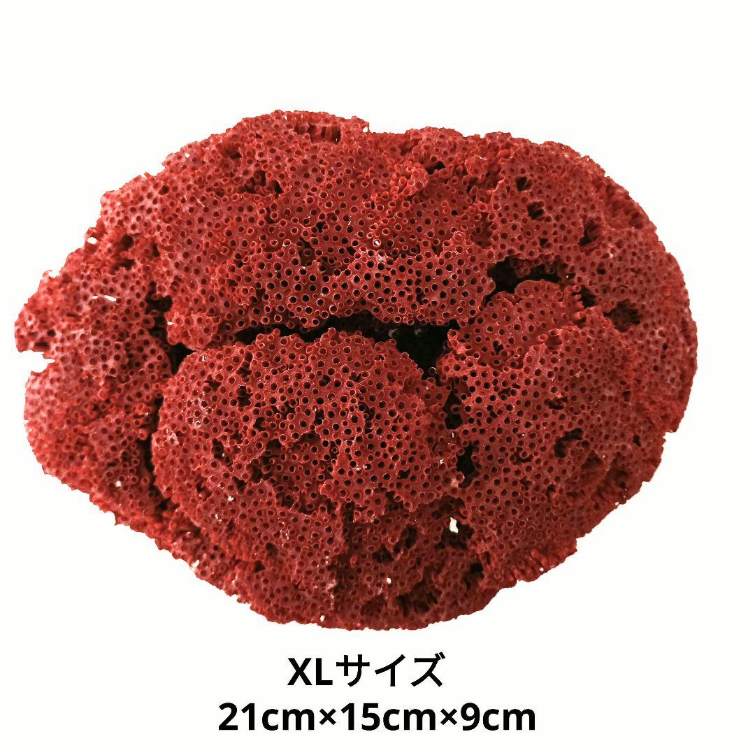 サンゴ 置物 珊瑚 サンゴ礁 珊瑚礁 パイプオルガン珊瑚 魚用品 XLサイズ