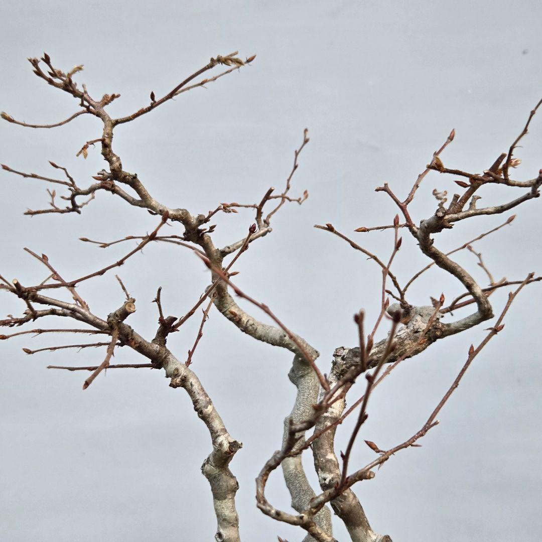 ソロ　[5幹寄せ植え]　中品盆栽