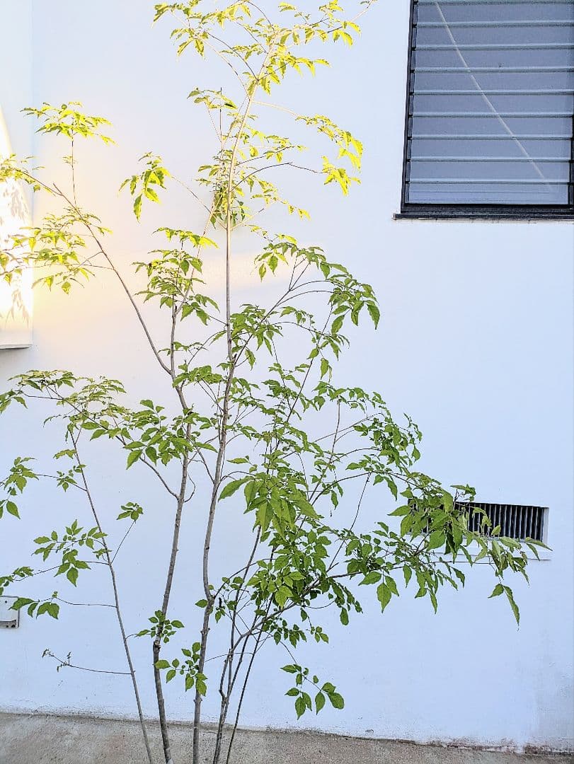 絶品。絶品。山採りアオダモ。