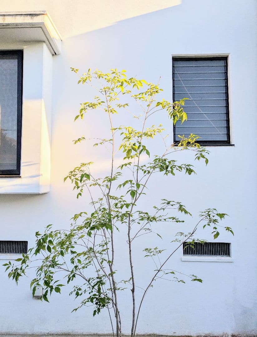 絶品。絶品。山採りアオダモ。