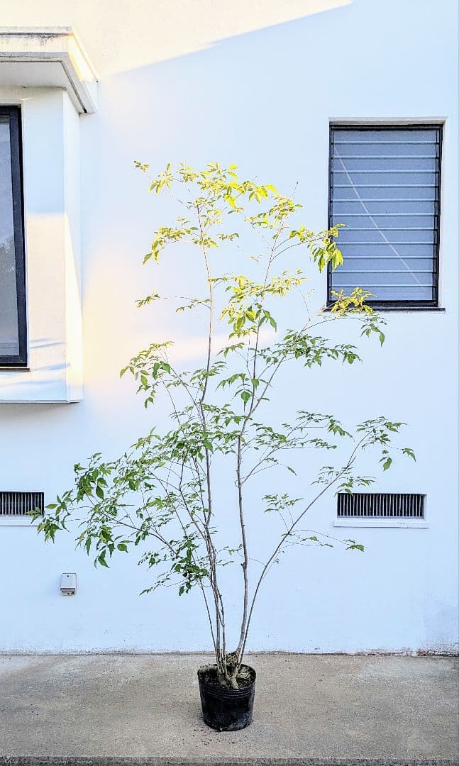 絶品。絶品。山採りアオダモ。