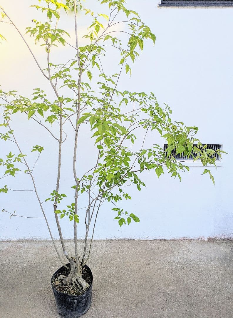 絶品。絶品。山採りアオダモ。