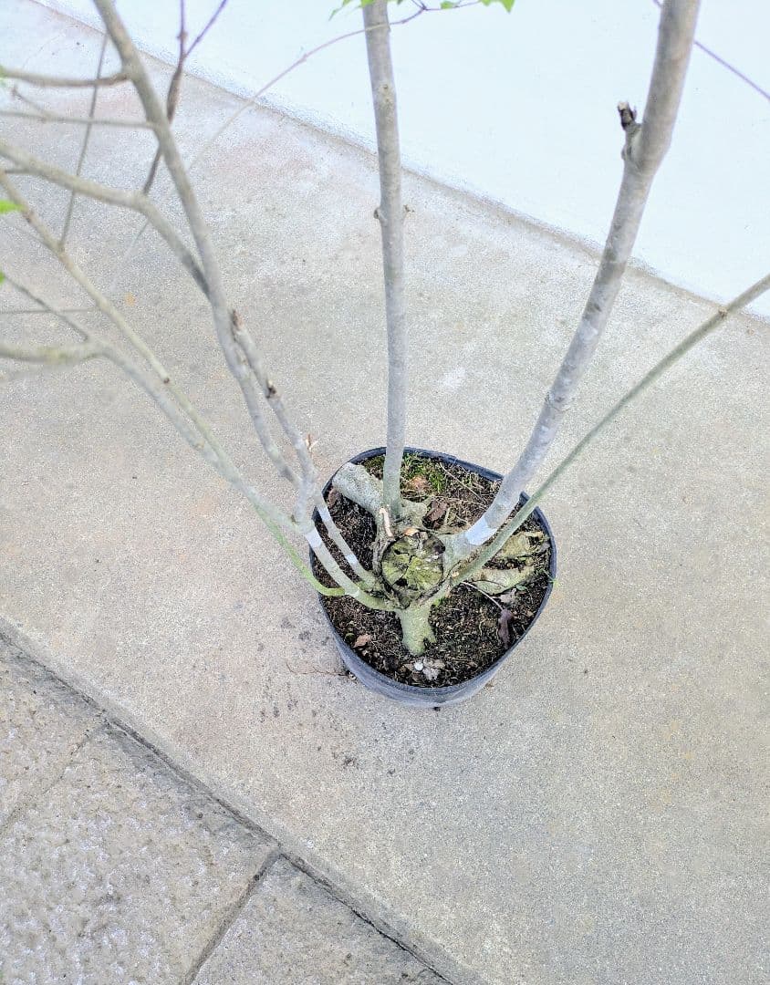 絶品。絶品。山採りアオダモ。