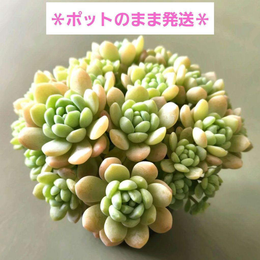 多肉植物♡メイプルハニー～超モリモリ～♡ぼのぼのさん苗♡ポットごと発送^^