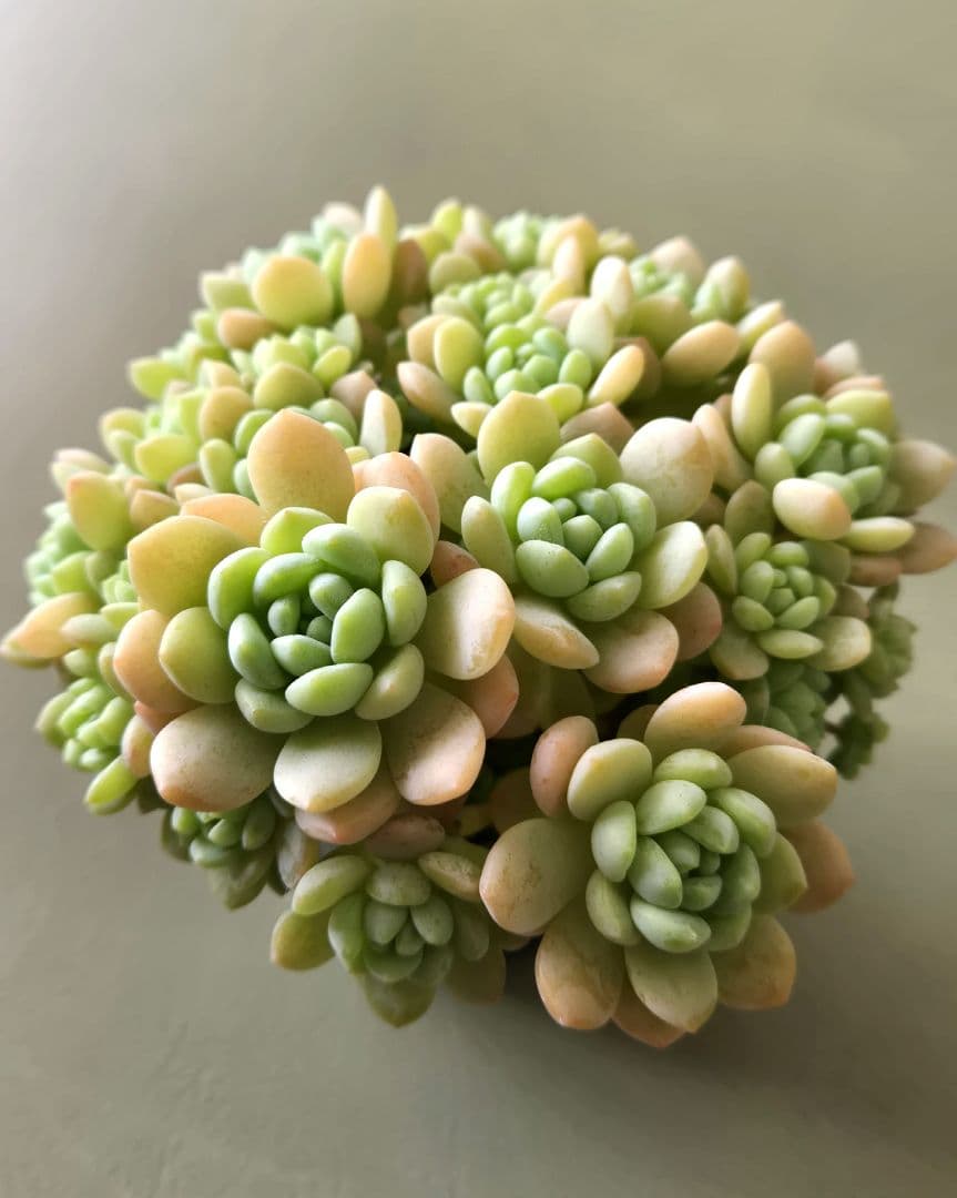 多肉植物♡メイプルハニー～超モリモリ～♡ぼのぼのさん苗♡ポットごと発送^^