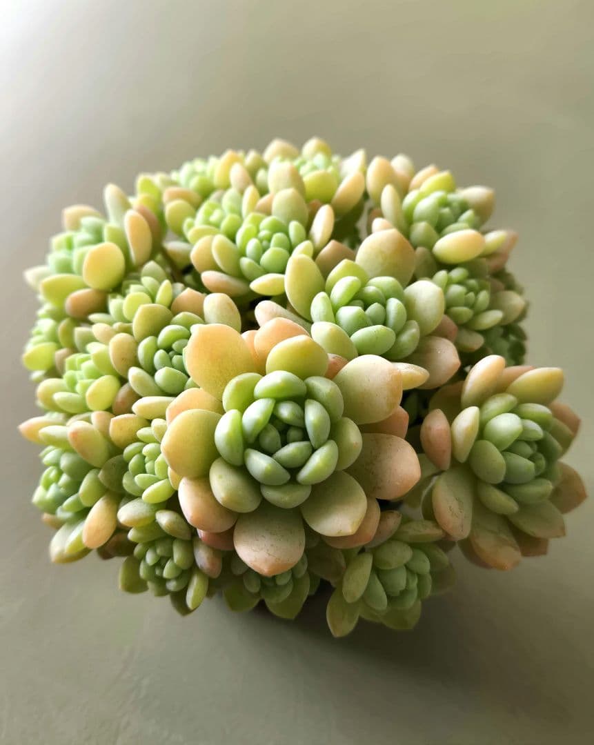 多肉植物♡メイプルハニー～超モリモリ～♡ぼのぼのさん苗♡ポットごと発送^^
