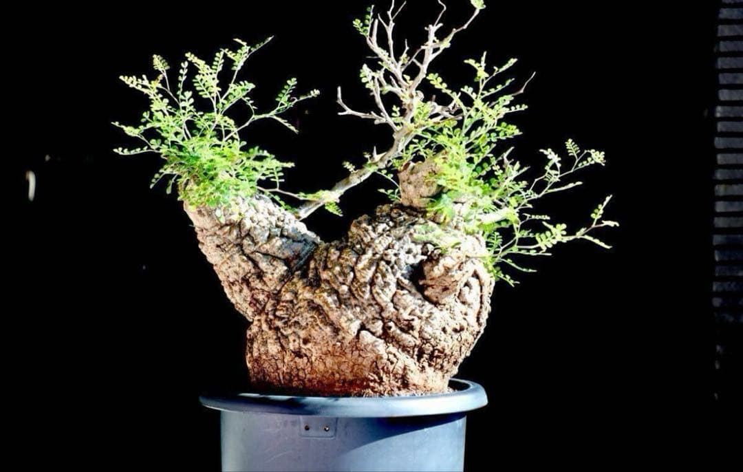 【コレクション株】 オペルクリカリア パキプス　良型　発根済