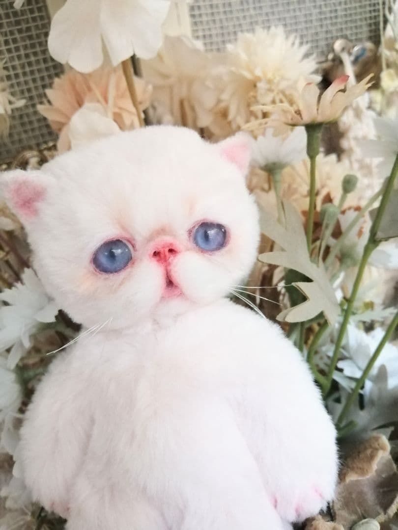 ポッケにゃん♡エキゾチック子猫ちゃん♡アートドール♡ぬいぐるみ♡ラビットファー調