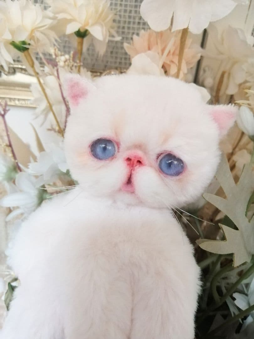 ポッケにゃん♡エキゾチック子猫ちゃん♡アートドール♡ぬいぐるみ♡ラビットファー調